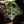Load image into Gallery viewer, Alocasia watsoniana variegated (A16)
