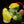 Load image into Gallery viewer, Homalomena rubescens aurea variegated (B16)
