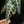 Load image into Gallery viewer, Alocasia &#39;Bambino&#39; aurea variegated (B16)
