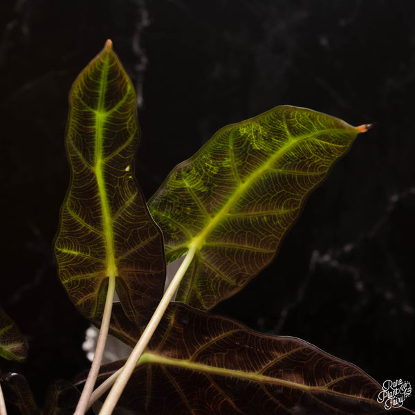 Alocasia 'Bambino' aurea variegated (B16)