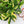 Load image into Gallery viewer, Monstera standleyana aurea variegated *Growers choice*
