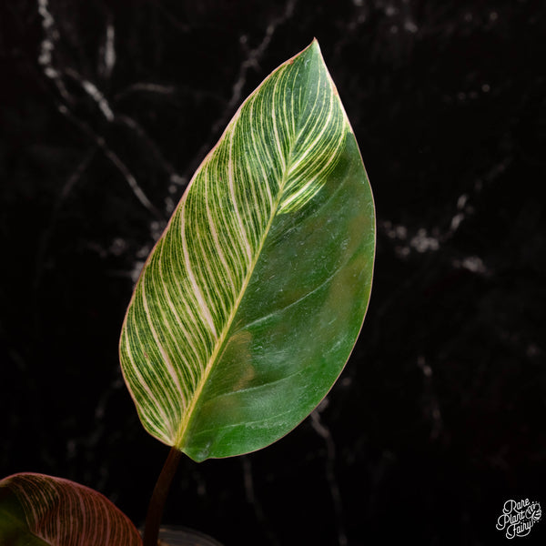 Philodendron 'Birkin' pink variegated (A15)