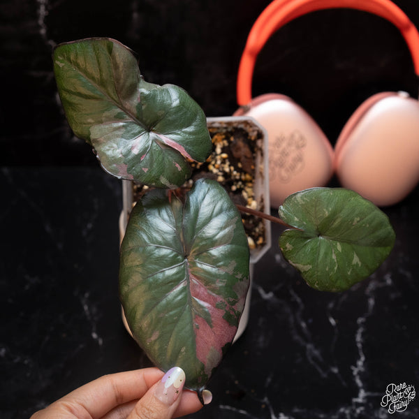 Philodendron bicolor *Grower's choice*