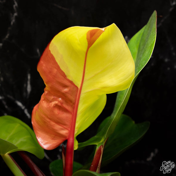 Philodendron bicolor *Grower's choice*