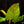 Load image into Gallery viewer, Philodendron bicolor *Grower&#39;s choice*
