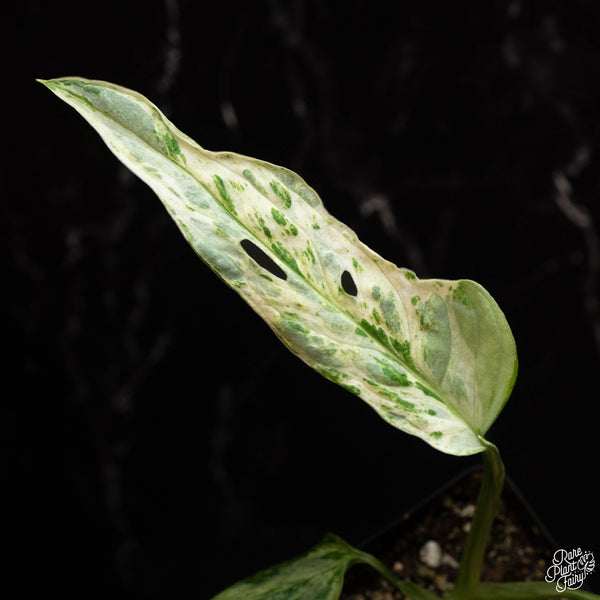 Monstera adansonii mint variegated (F16)