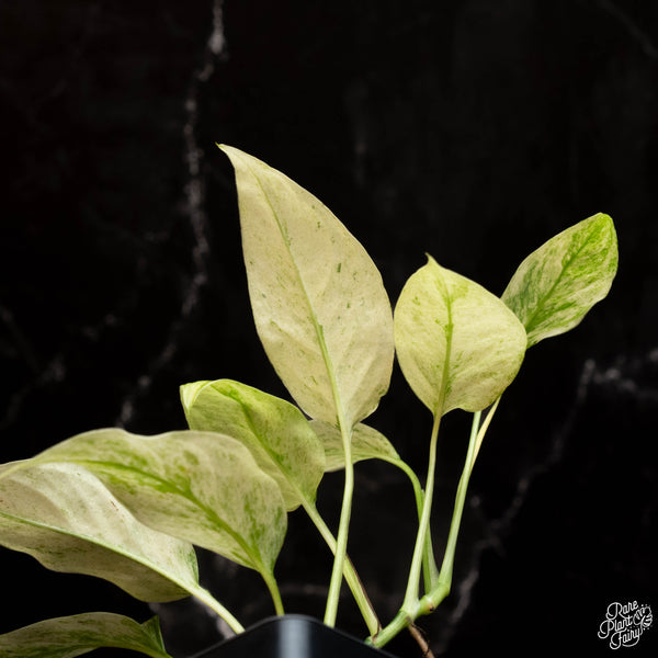 Monstera laniata mint variegated (A16)