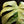 Load image into Gallery viewer, Monstera deliciosa mint variegated NOID (intermediate form)(52A)
