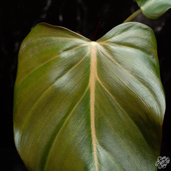 Philodendron 'Summer Glory' (A16)