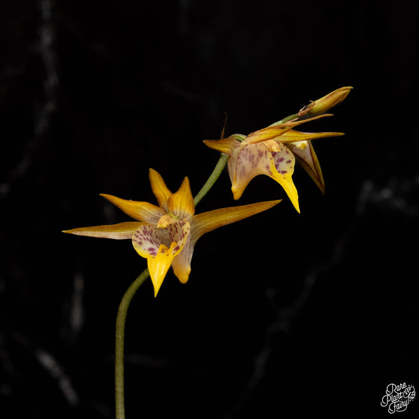 Mischobulbum cordifolium jewel orchid *Grower's choice*