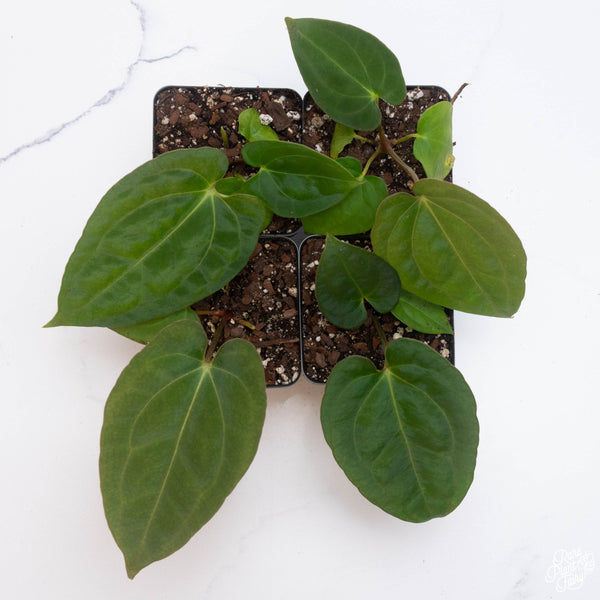 Anthurium carlablackiae x papillilaminum *Grower's Choice*