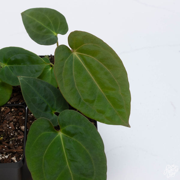 Anthurium carlablackiae x papillilaminum *Grower's Choice* – Rare