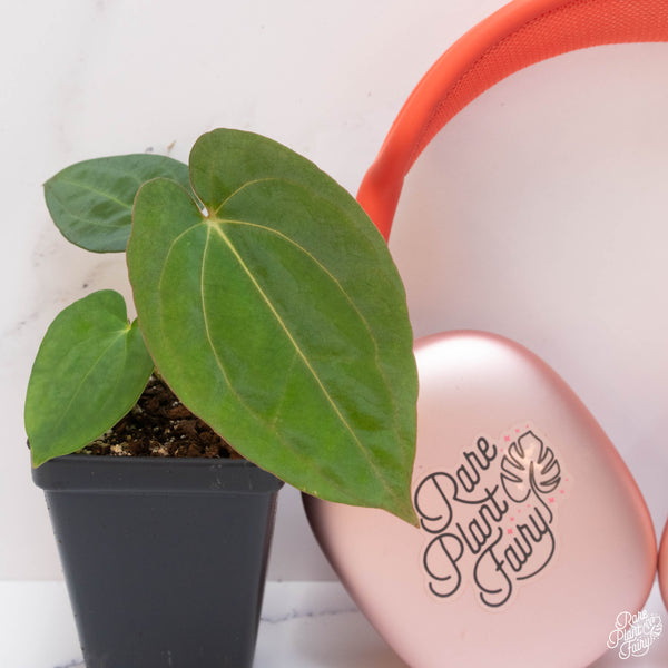 Anthurium carlablackiae x papillilaminum *Grower's Choice*