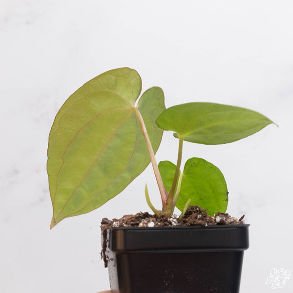 Anthurium carlablackiae x papillilaminum *Grower's Choice*