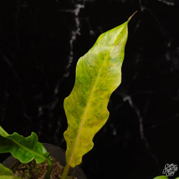 Philodendron 'Golden Crocodile' "Marble" (A16)