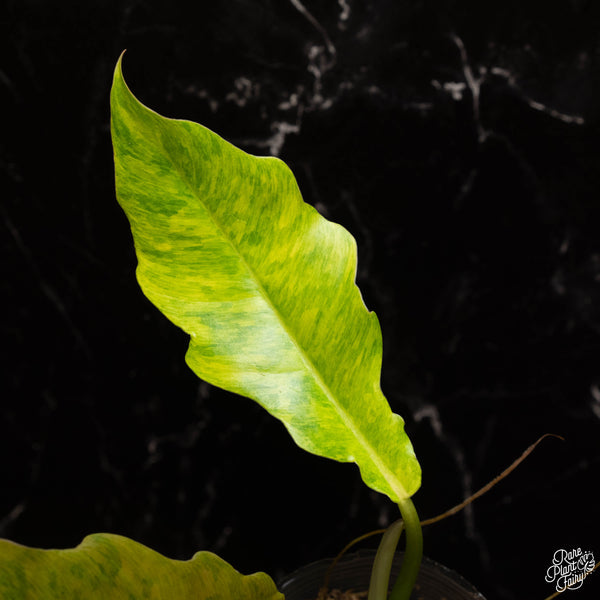Philodendron 'Golden Crocodile' "Marble" (A16)