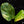 Load image into Gallery viewer, Philodendron &#39;Green Congo&#39; &quot;Nuclear&quot; variegated (A16)
