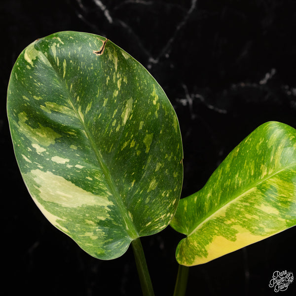 Philodendron 'Green Congo' "Nuclear" variegated (A16)