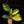 Load image into Gallery viewer, Philodendron &#39;Green Congo&#39; &quot;Nuclear&quot; variegated (B16)

