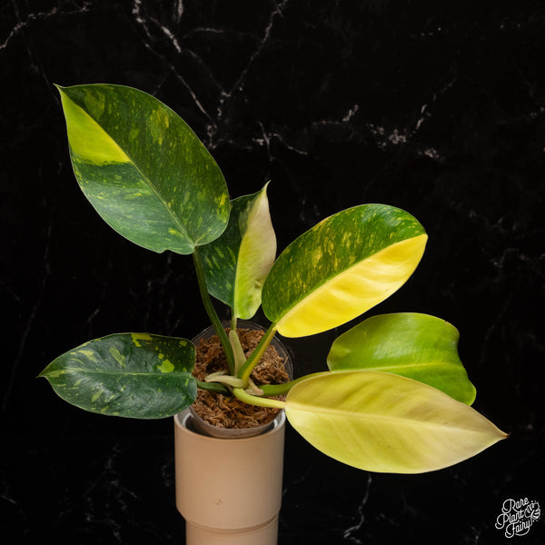 Philodendron 'Green Congo' "Nuclear" variegated (B16)