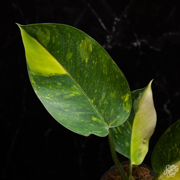 Philodendron 'Green Congo' "Nuclear" variegated (B16)