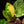 Load image into Gallery viewer, Philodendron &#39;Green Congo&#39; &quot;Nuclear&quot; variegated (C16)
