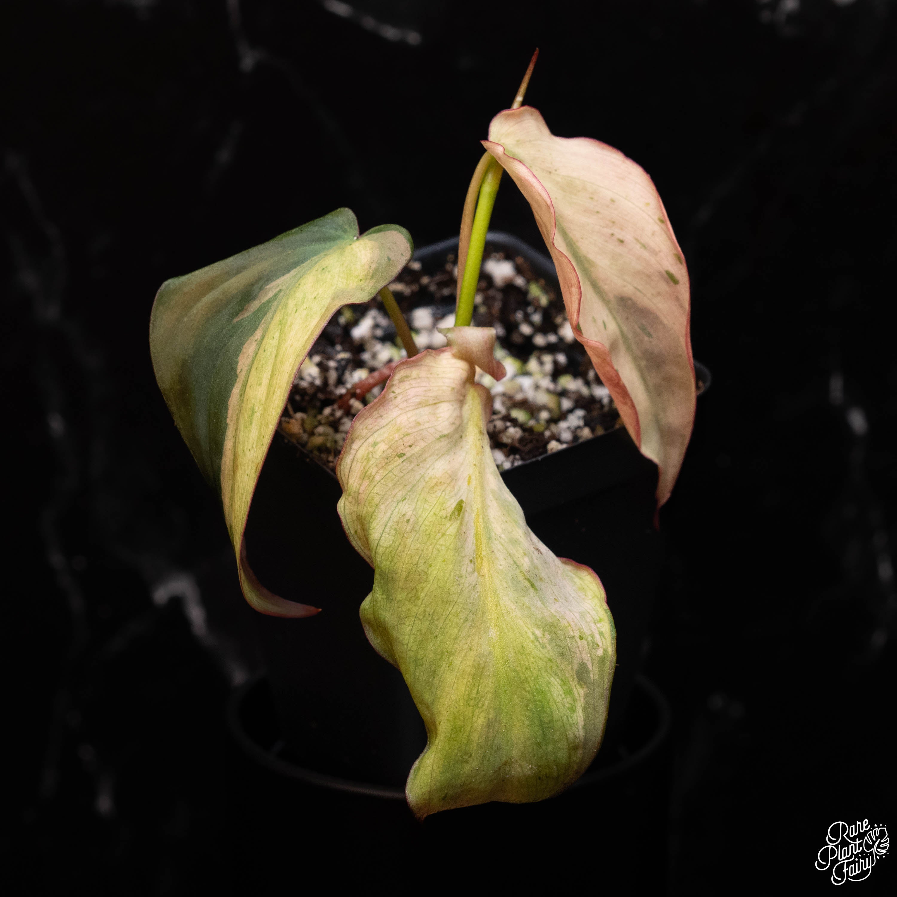 is philodendron micans rare Philodendron micans mint variegated *Grower's Choice* – Rare Plant Fairy