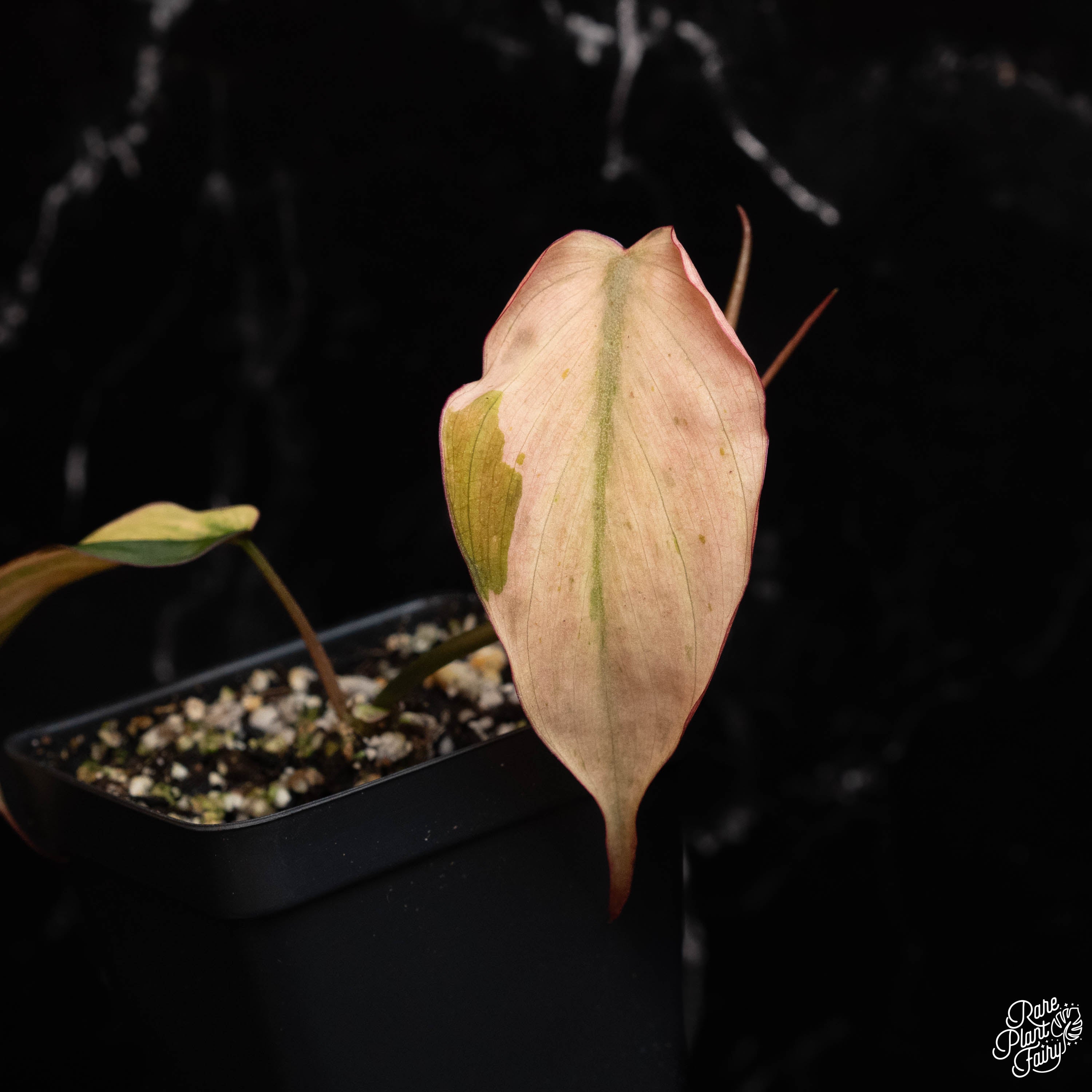 philodendron mican pink philo Philodendron micans mint variegated *Grower's Choice* – Rare Plant Fairy