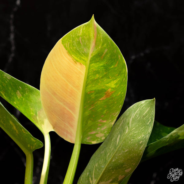 Philodendron 'Green Congo' "Nuclear" variegated (C16)