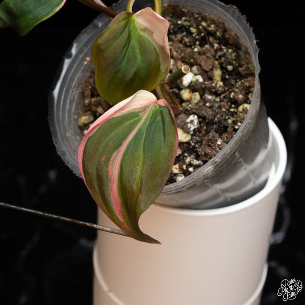 Philodendron micans pink variegated (A16)