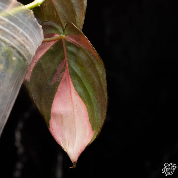 Philodendron micans pink variegated (A16)