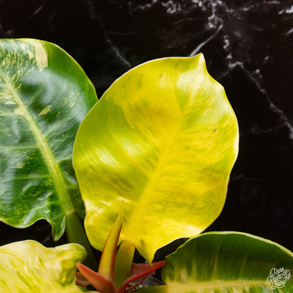 Philodendron 'Moonlight' variegated (A01)
