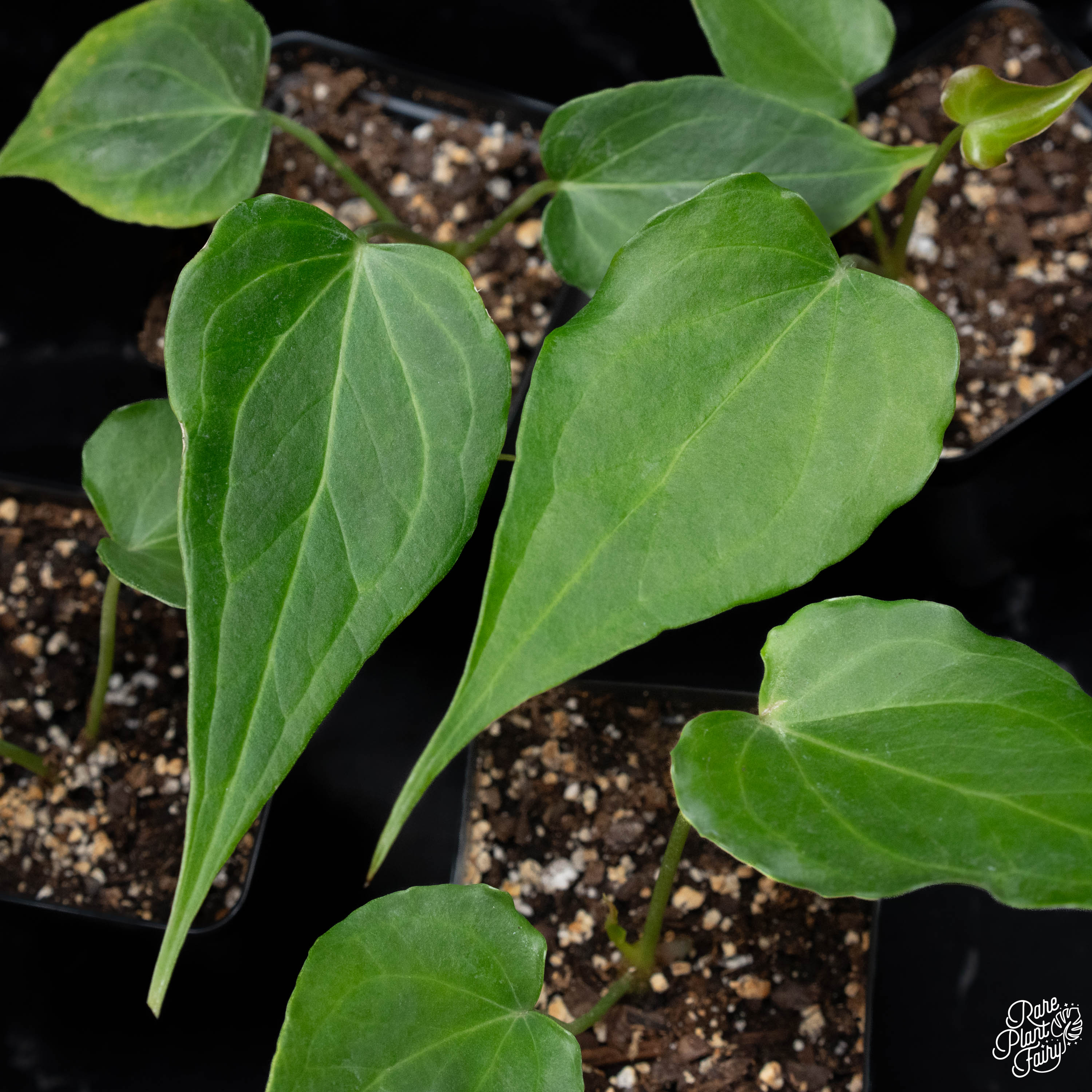 anthurium delta force Anthurium 'Delta Force' starters *Grower's choice*