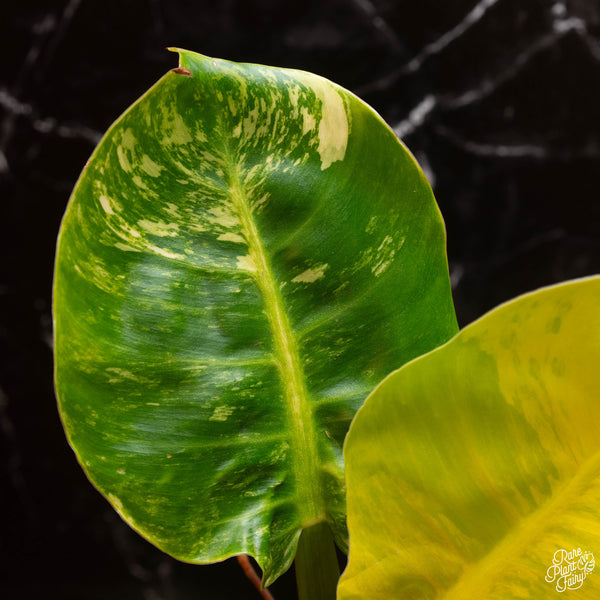 Philodendron 'Moonlight' variegated (A01)