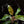 Load image into Gallery viewer, Philodendron &#39;White Knight&#39; (A01) *mutation*
