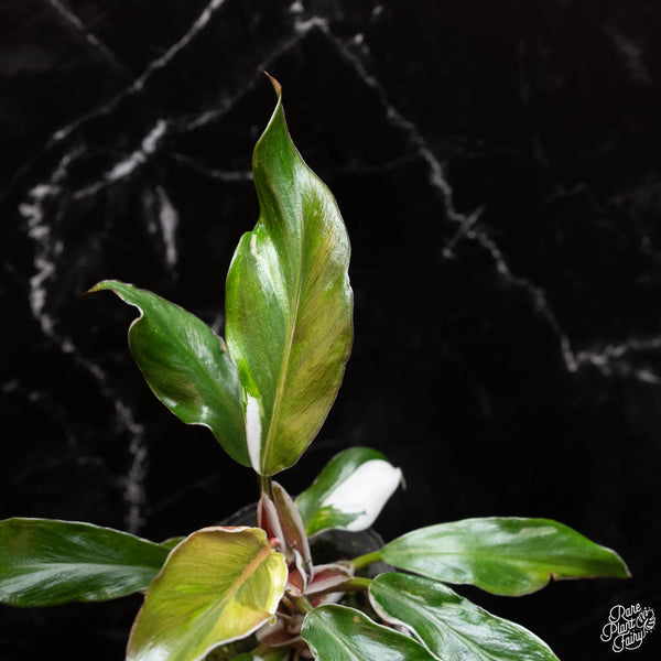 Philodendron 'White Knight' (A01) *mutation*