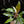 Load image into Gallery viewer, Philodendron &#39;White Knight&#39; (A01) *mutation*
