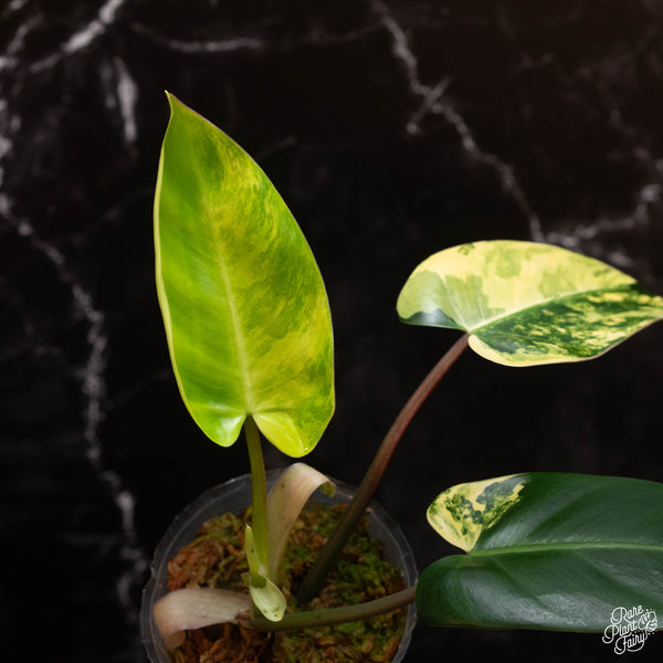 Philodendron 'Emerald Queen' variegated (A01)
