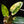 Load image into Gallery viewer, Philodendron &#39;Emerald Queen&#39; variegated (A01)
