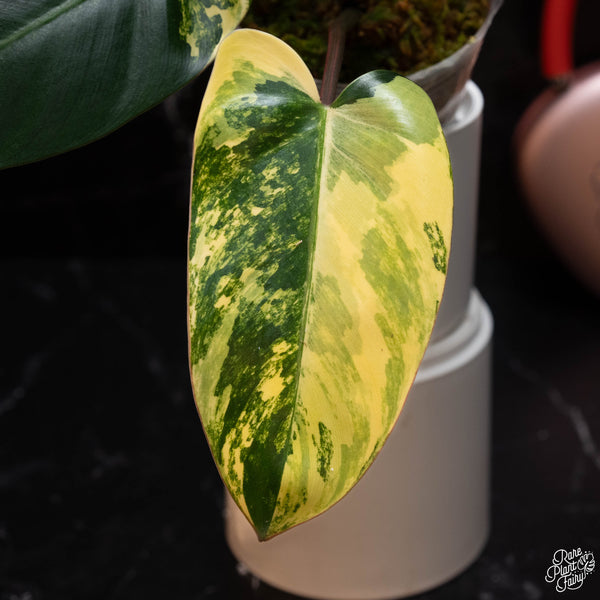 Philodendron 'Emerald Queen' variegated (A01)