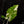 Load image into Gallery viewer, Alocasia portodora variegated (A16)
