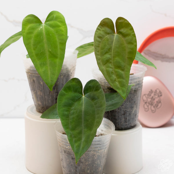 Anthurium papillilaminum seedling *Grower’s choice*