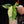 Load image into Gallery viewer, Alocasia &#39;Dragon Scale&#39; mint variegated (A16)
