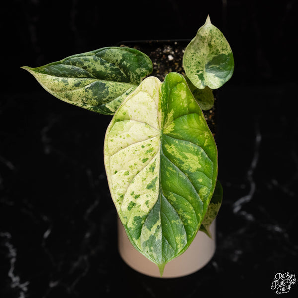 Alocasia 'Dragon Scale' mint variegated (A16)