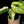 Load image into Gallery viewer, Alocasia &#39;Dragon Scale&#39; mint variegated (B16)
