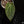 Load image into Gallery viewer, Anthurium besseae aff x dressleri &#39;Rio Gauche&#39; (A16)
