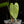 Load image into Gallery viewer, Anthurium papillilaminum x rugulosum &#39;Canal Queen&#39; (A16) *Jay Vannini*
