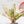 Load image into Gallery viewer, Anthurium renaissance variegated (39A)
