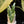 Load image into Gallery viewer, Alocasia longiloba albo variegated (A01)
