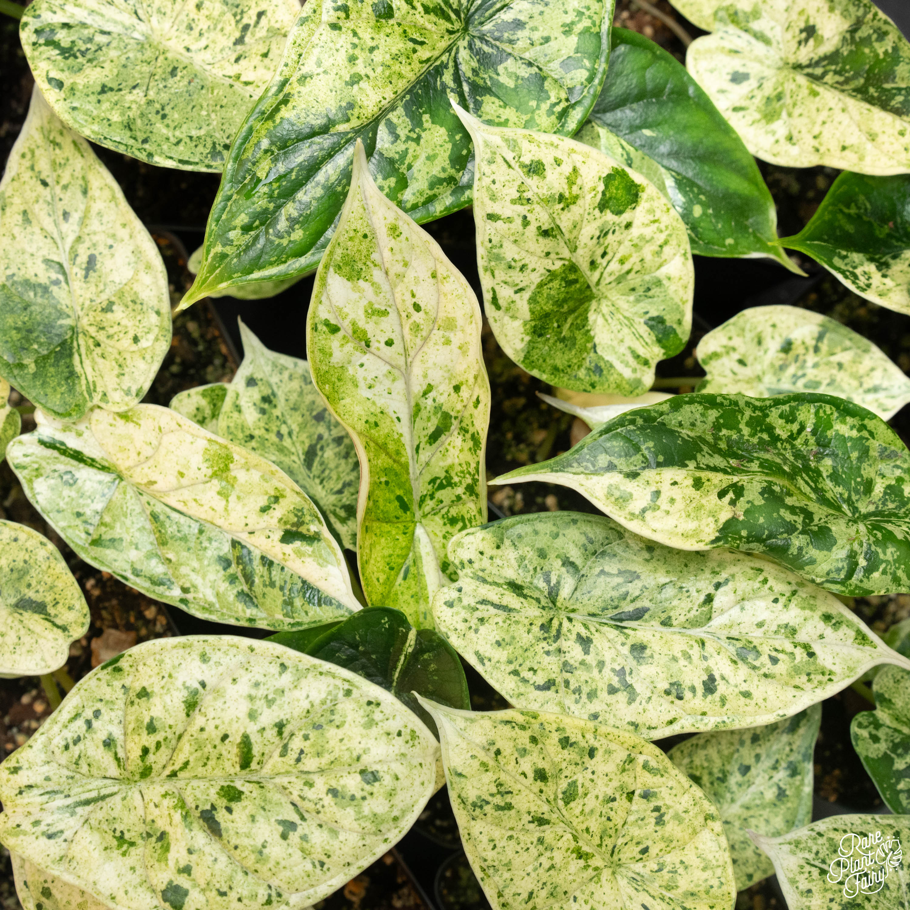philodendron dragon scale Alocasia 'Dragon Scale' Mint Variegated *Grower's Choice* – Rare Plant Fairy
